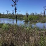 Investment property for sale in St. Landry Parish