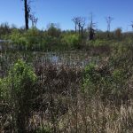 Investment property for sale in St. Landry Parish