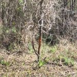 Recreational land for sale in St. Landry Parish