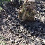 Investment property for sale in St. Landry Parish