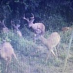 Investment land for sale in St. Landry Parish