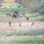 St. Landry Parish Recreational property for sale