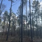 Caddo Parish Timberland for sale
