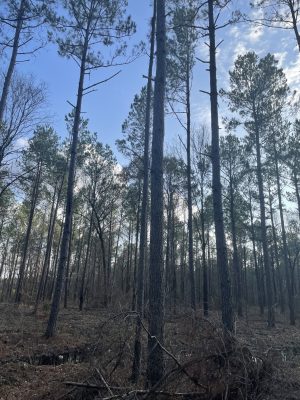 Caddo Parish Timberland for sale