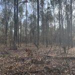 Caddo Parish Timberland for sale