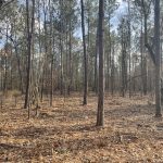 Caddo Parish Investment land for sale