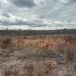 Webster Parish Development land for sale