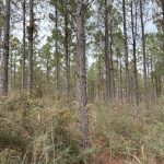Webster Parish Investment land for sale