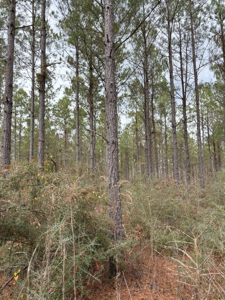 Webster Parish Investment land for sale