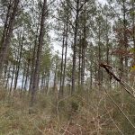 Webster Parish Timberland for sale