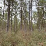 Investment land for sale in Webster Parish