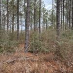 Webster Parish Timberland property for sale