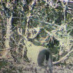 Timberland for sale in Natchitoches Parish